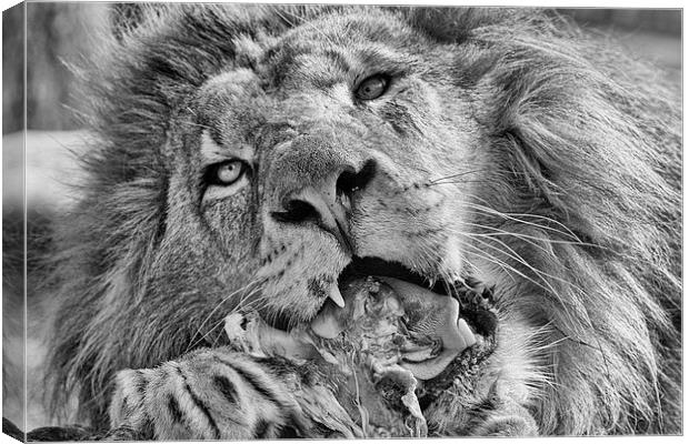 Lion Eating Meat Canvas Print by Philip Pound