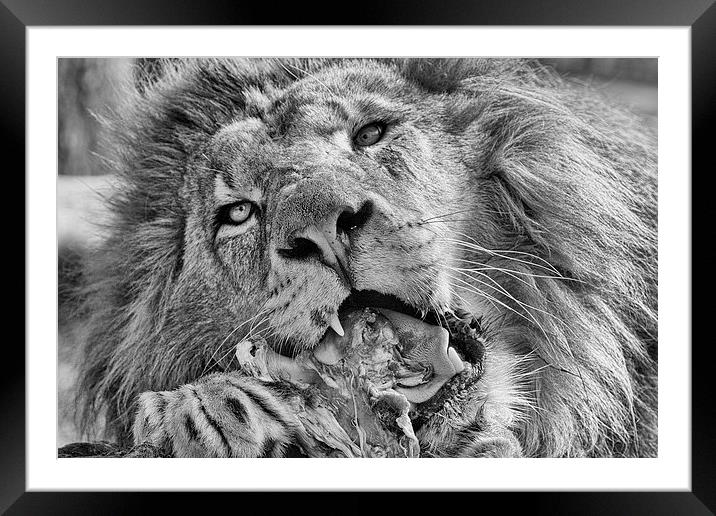 Lion Eating Meat Framed Mounted Print by Philip Pound