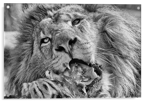 Lion Eating Meat Acrylic by Philip Pound