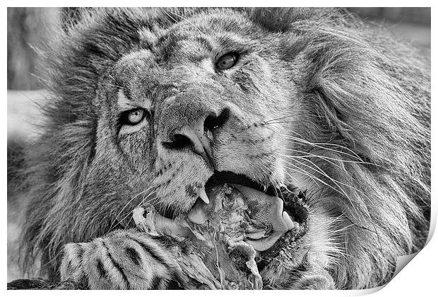 Lion Eating Meat Print by Philip Pound