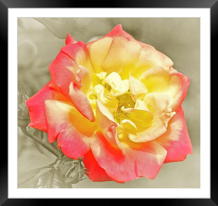 RED AND YELLOW ROSE Framed Mounted Print by Anthony Kellaway