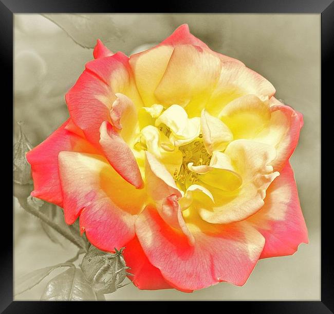 RED AND YELLOW ROSE Framed Print by Anthony Kellaway