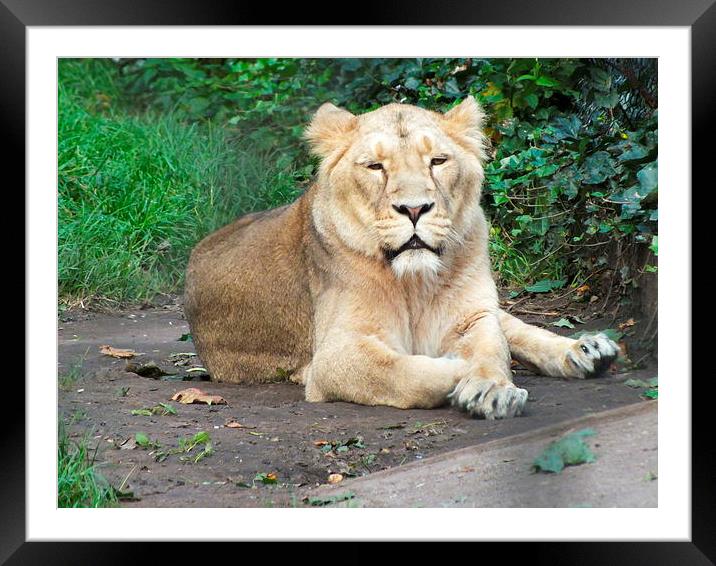 Lion relaxing. Framed Mounted Print by Stephen Windsor