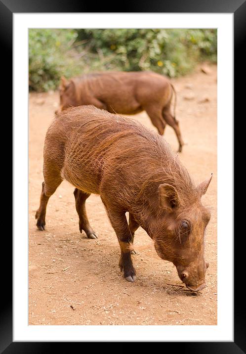 warthogs sniffing around on dirt Framed Mounted Print by Lloyd Fudge