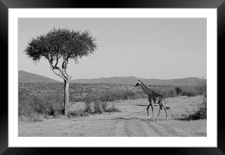 giraffe on the grasslands of Africa Framed Mounted Print by Lloyd Fudge