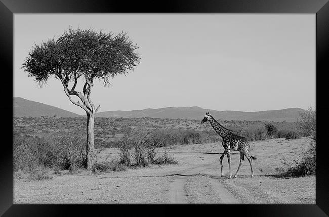 giraffe on the grasslands of Africa Framed Print by Lloyd Fudge