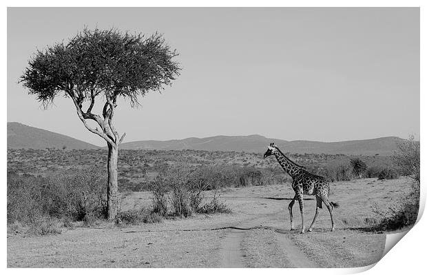 giraffe on the grasslands of Africa Print by Lloyd Fudge