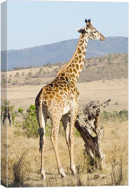 giraffe in kenya Canvas Print by Lloyd Fudge