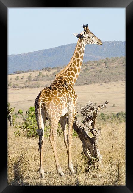 giraffe in kenya Framed Print by Lloyd Fudge