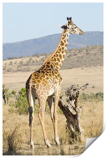 giraffe in kenya Print by Lloyd Fudge
