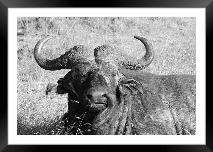 large waterbuffalo Framed Mounted Print by Lloyd Fudge