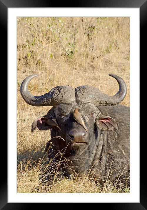large waterbuffalo Framed Mounted Print by Lloyd Fudge