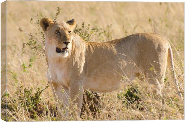Lioness on the grasslands of africa Canvas Print by Lloyd Fudge