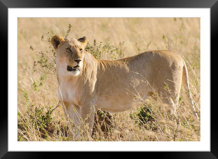 Lioness on the grasslands of africa Framed Mounted Print by Lloyd Fudge