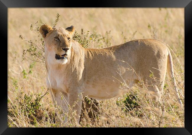 Lioness on the grasslands of africa Framed Print by Lloyd Fudge
