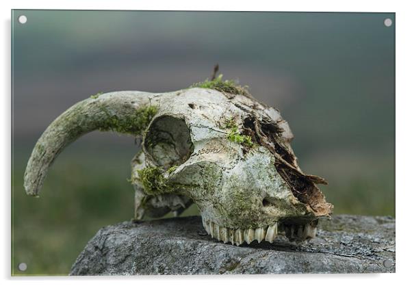 Sheeps skull Acrylic by Greg Marshall