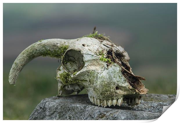 Sheeps skull Print by Greg Marshall