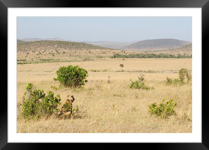 lioness looking out over the grasslands of africa Framed Mounted Print by Lloyd Fudge