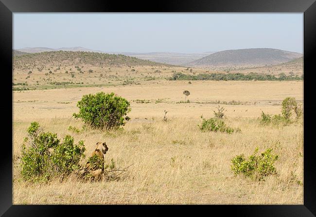 lioness looking out over the grasslands of africa Framed Print by Lloyd Fudge