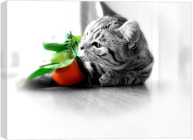 My Clementine Kitten Canvas Print by Colin Richards