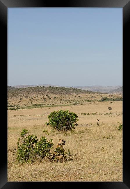 Lioness on the grasslands of Kenya Framed Print by Lloyd Fudge