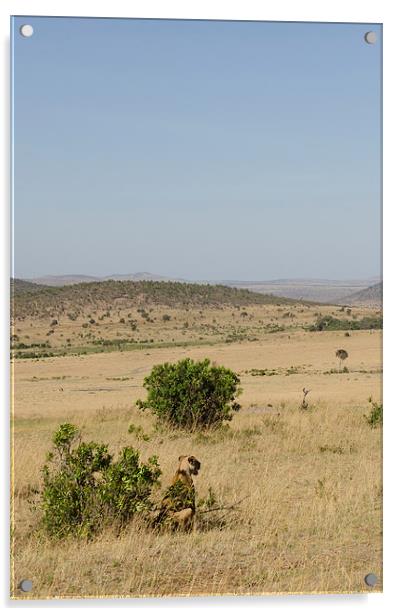 Lioness on the grasslands of Kenya Acrylic by Lloyd Fudge