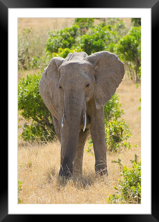 Elephant in africa Framed Mounted Print by Lloyd Fudge