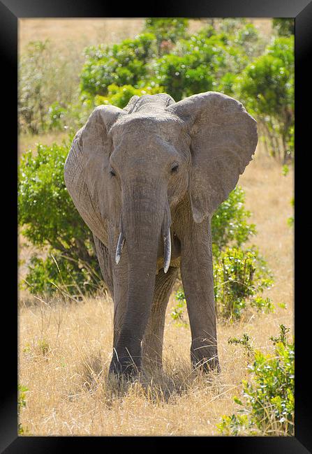 Elephant in africa Framed Print by Lloyd Fudge