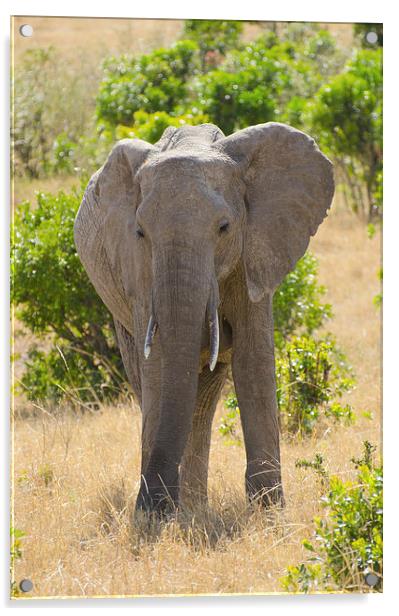 Elephant in africa Acrylic by Lloyd Fudge