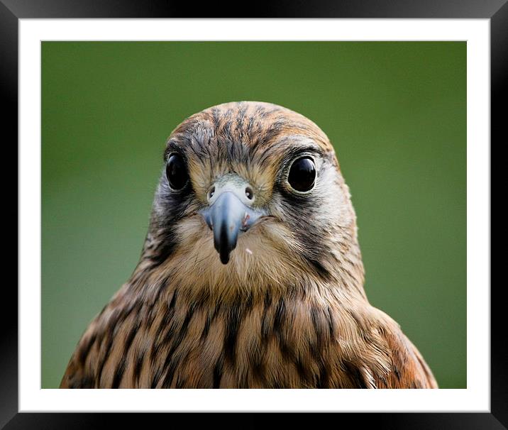 Young Kestrel Portrait Framed Mounted Print by Philip Pound