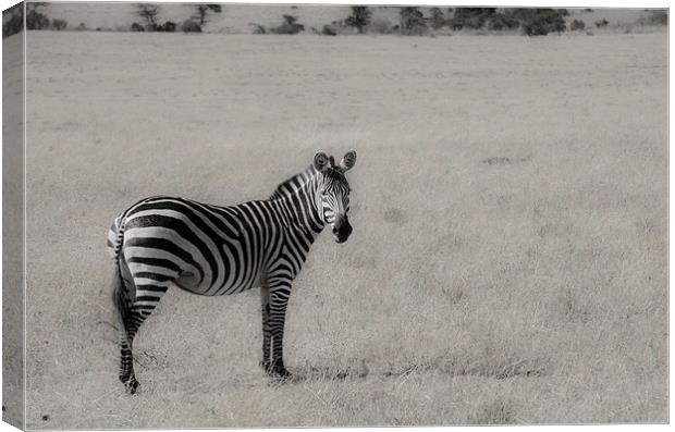 zebra on the grasslands of Kenya Canvas Print by Lloyd Fudge