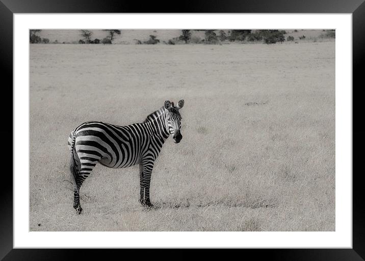 zebra on the grasslands of Kenya Framed Mounted Print by Lloyd Fudge