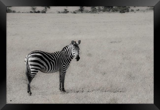 zebra on the grasslands of Kenya Framed Print by Lloyd Fudge
