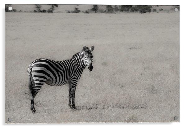 zebra on the grasslands of Kenya Acrylic by Lloyd Fudge