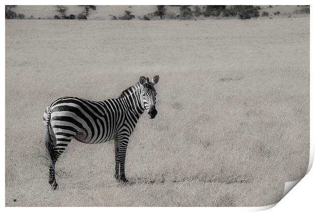 zebra on the grasslands of Kenya Print by Lloyd Fudge