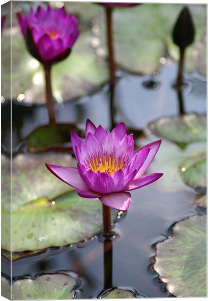 Water Lillies Canvas Print by Stacey Cook