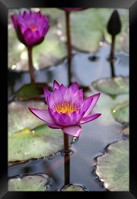 Water Lillies Framed Print by Stacey Cook