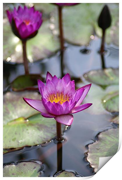 Water Lillies Print by Stacey Cook