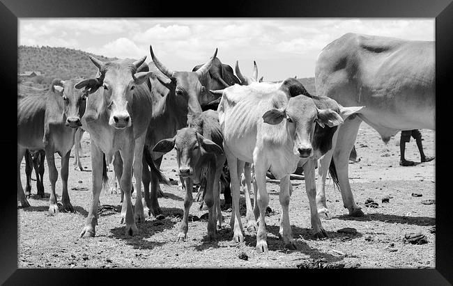 Cows in africa Framed Print by Lloyd Fudge