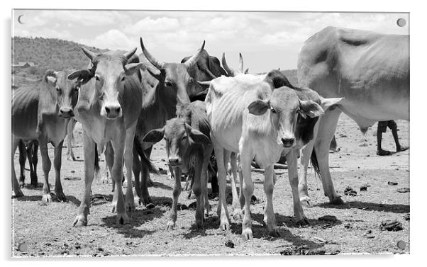 Cows in africa Acrylic by Lloyd Fudge