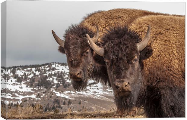 Two Bison Canvas Print by Gary Beeler