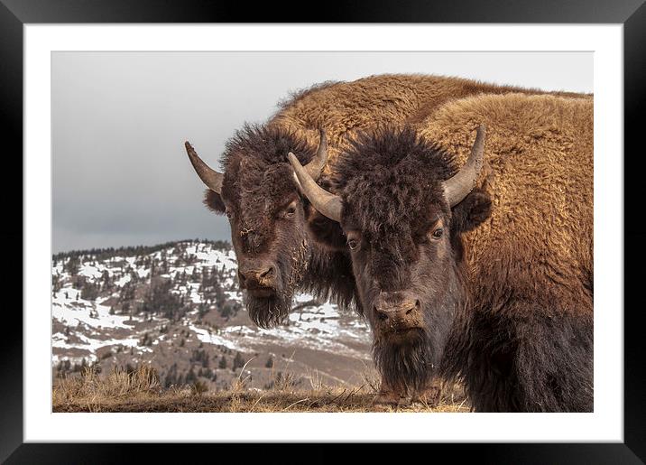 Two Bison Framed Mounted Print by Gary Beeler