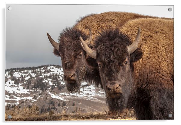 Two Bison Acrylic by Gary Beeler