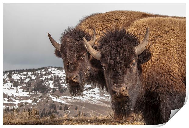 Two Bison Print by Gary Beeler