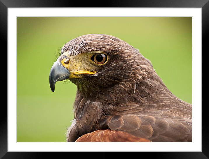 Buzzard Framed Mounted Print by Keith Thorburn EFIAP/b