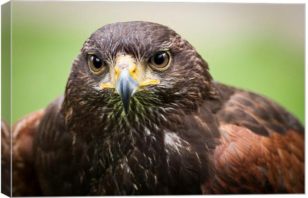 Buzzard Glare Canvas Print by Keith Thorburn EFIAP/b