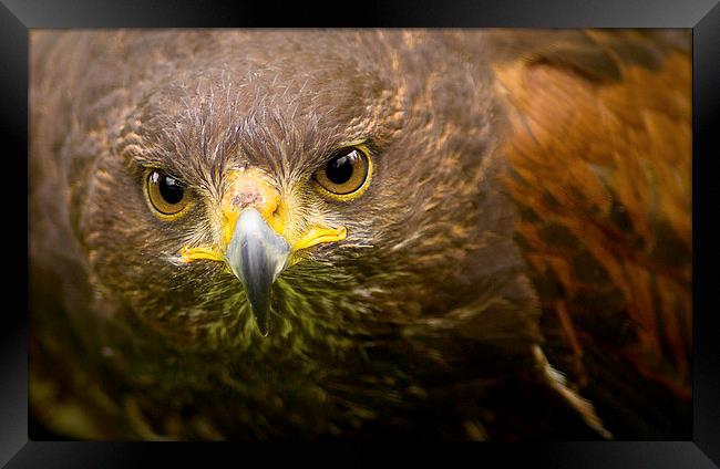 Buzzard Framed Print by Keith Thorburn EFIAP/b