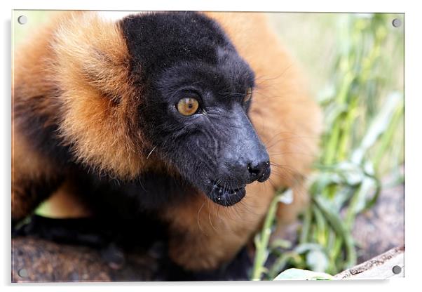 Lemur monkey Acrylic by Paul Nicholas