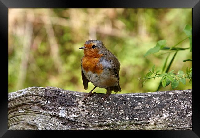 Robin in summer Framed Print by Paul Nicholas