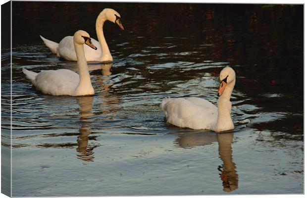 Swans Swimming Canvas Print by Paul Brewer